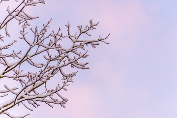 First Snow of the Season on a Branch at Sunrise
