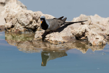 Tourterelle masquée,.Oena capensis, Namaqua Dove