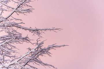 First Snow of the Season on a Branch at Sunrise