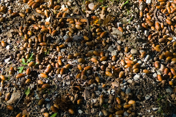 suolo coperto di ghiande in autunno