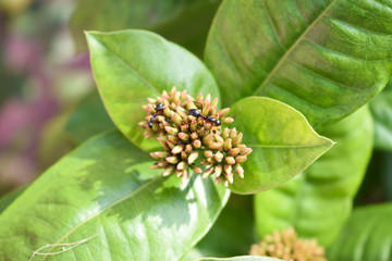 Ant wondering on flower buds with small bugs with leaf background