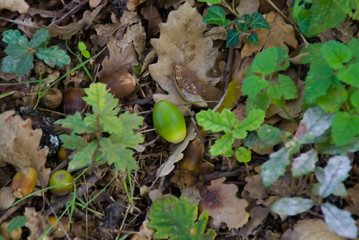 Fototapeta premium La ghianda verde