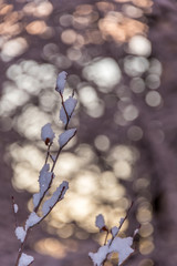 First Snow of the Season on a Branch at Sunrise