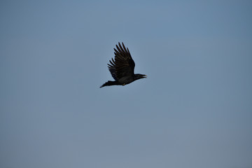 Common Raven flies over  the carcass on the meadow 