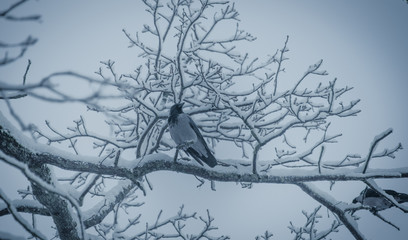 First Snow of the Season on a Branch with a Black Headed Crow With Dark Blue Theme