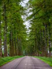 picture with green larch alley and asphalt road