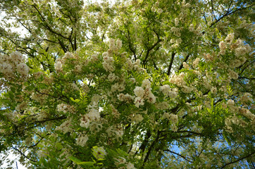 hanging branches of acacia in spring