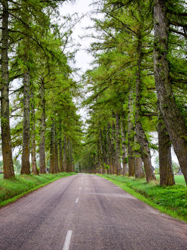 picture with green larch alley and asphalt road