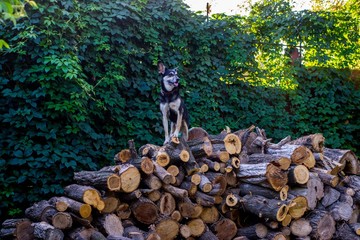 Portrait of a mischievous dog on the wood. Portrait of a dog on the background of weaving greenery.