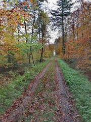 Fototapeta premium road in the forest