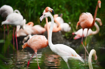 Flamingos