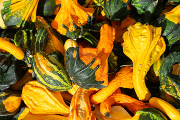 A Background of Orange and Green Squash