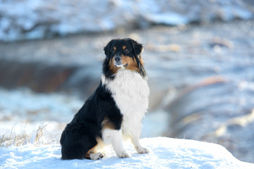 dog on winter waterfall