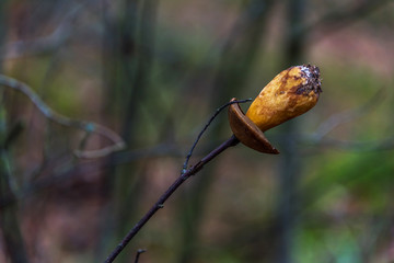 Brown Mushroom on a Twig in a Forest in Northern Europe