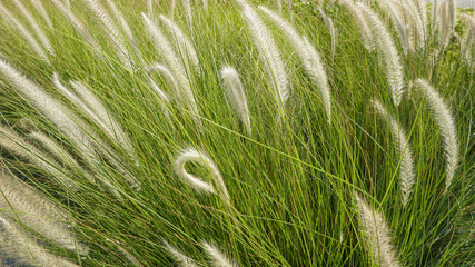 Full frame field full of green grass 