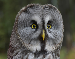 Close-up portrait of a yellow-eyed owl owl in a natural habitat