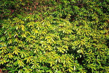Rhododendron autumn leaves as a green nature background. Luteum, azalea