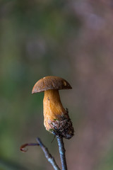 Brown Mushroom on a Twig in a Forest in Northern Europe