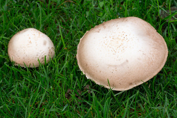 Wiesenchampion (Agaricus campestris), Feldergerling, Wiesenegerling, Nordrhein-Westfalen, Deutschland, Europa