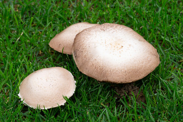 Wiesenchampion (Agaricus campestris), Feldergerling, Wiesenegerling, Nordrhein-Westfalen,...