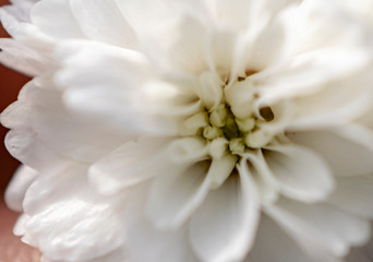 Obraz na płótnie Canvas Macro shot of a white flower.