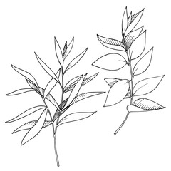 Vector Eucalyptus leaves branch. Black and white engraved ink art. Isolated branches illustration element.