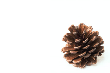 Fir brown cone isolated on a white background. Close up. Copy space