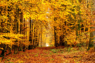 Buchenwald im Herbst