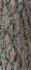 Pine Tree Bark Closeup with Moss in a Forest