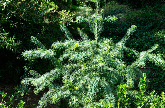 Blue foliage of Chinese Fir Tree (Cunninghamia lanceolata 'Glauca'). Background or Texture of leaves in Park Aivazovsky or Paradise in Pertenit, Crimea.