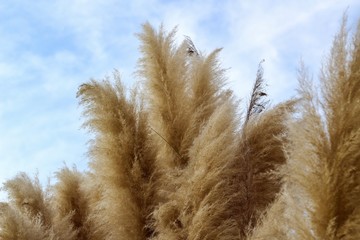 reed in the wind