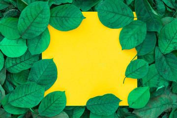 Obraz premium Paper Card Mockup. Frame made of Green Leaves. Flat lay, top view, copy space