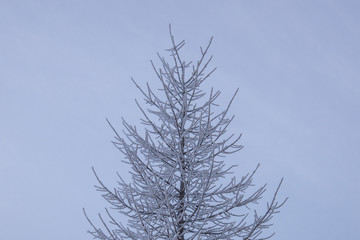 tree in snow