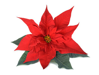 Red poinsettia