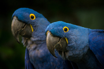 Plakat Hyacinth Macaw portrait in nature 