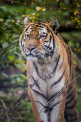 Fototapeta na wymiar Siberian Tiger portrait in nature 