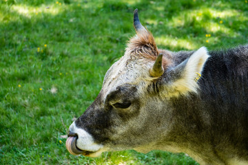 Kopf einer Grauvieh Kuh mit Hörnern leckt sich mit der Zunge in der Nase