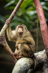 Naklejka na ściany i meble macaque pig portrait in nature 