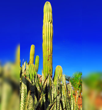 San Pedro Cactus