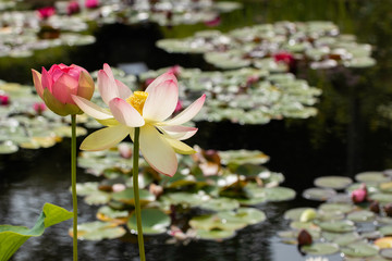 Tall delicate pink,white,and yellow Lotus flowers.