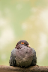 Scaly-naped pigeon in the nature	