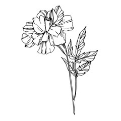 Vector Marigold floral botanical flowers. Black and white engraved ink art. Isolated tagetes illustration element.