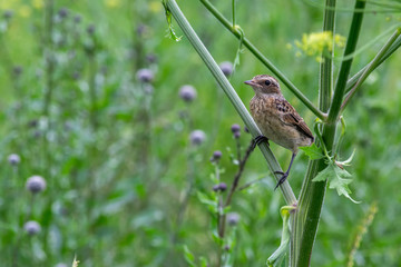 bird in the field on the stalk