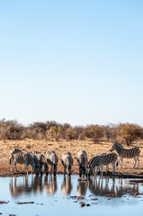 Obraz na płótnie Canvas A group of Burchell's Plains zebra -Equus quagga burchelli- drinking from a waterhole in Etosha National Park, Namibia.