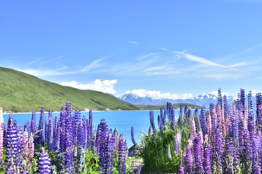 テカポ湖 の画像 9 0 件の Stock 写真 ベクターおよびビデオ Adobe Stock