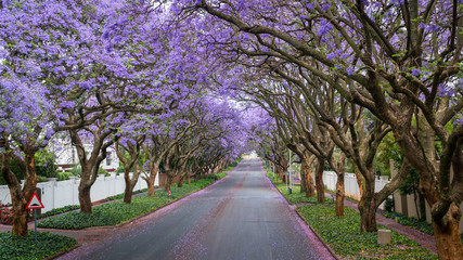Tall Jacaranda trees lining the street of a Johannesburg suburb in the afternoon sunlight