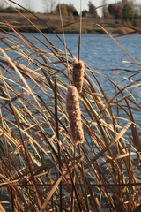 Fuzzy Cattails Blowing In The Wind