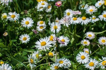Fototapeta premium Wild daisies blossomed on rural meadow closeup as natural floral background