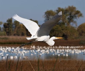 Great Egret