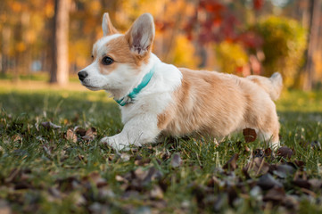 cute red puppy welsh corgi is running in fall park. Dog in autumn forest with colorful leaves